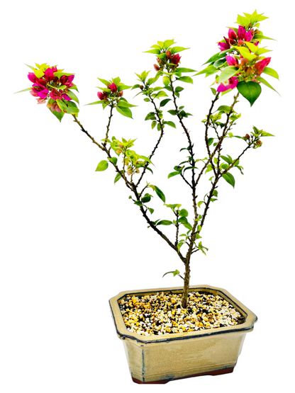 8” Pink Bougainvillea 3 Years Old 45cm Tall