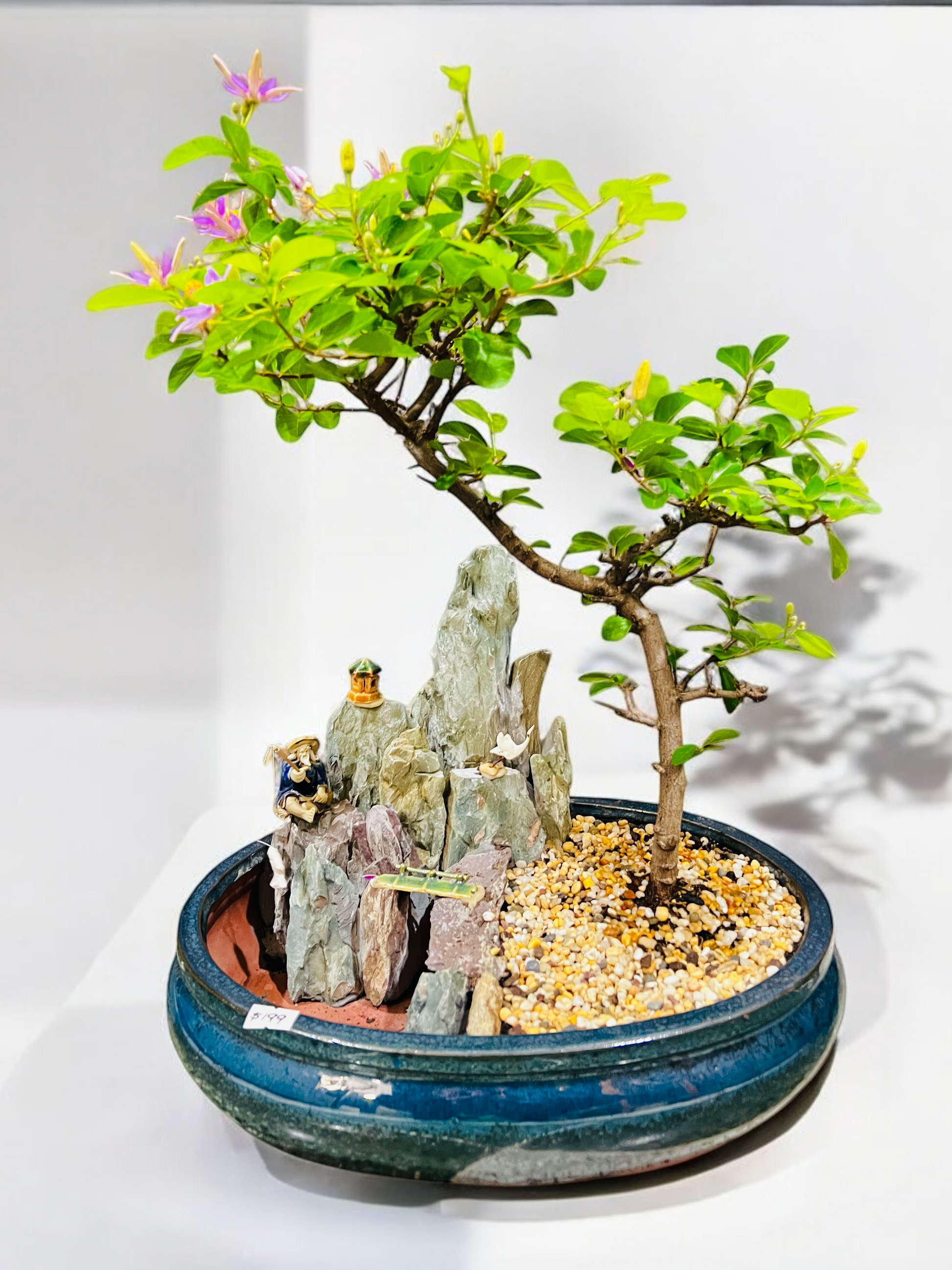 lavender bonsai tree 14 Inch Lavender Star Rock Feature Bonsai Tree – Bonsai Gifts Nursery