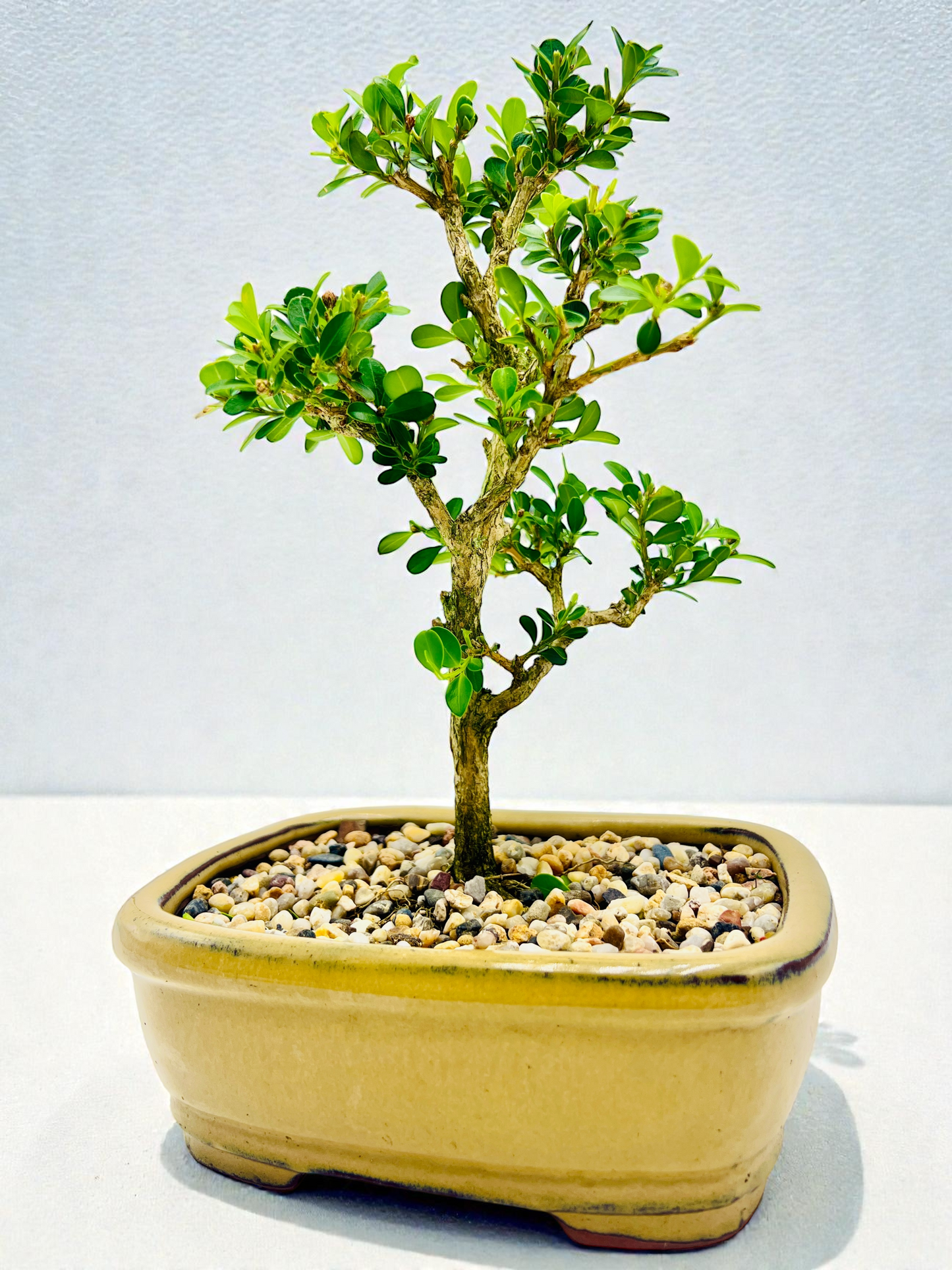 Japanese Boxwood 8" Bonsai Tree - Yellow Pot
