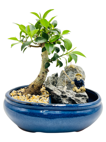 10 Inch Small Leaf Fig Bonsai Tree With Rock Feature