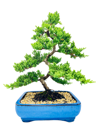 Advanced Twisted Trunk Juniper Squamata Bonsai Tree