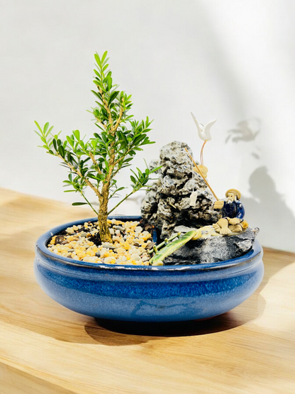 8” Harlandii Buxus Bonsai Tree With Rock Feature