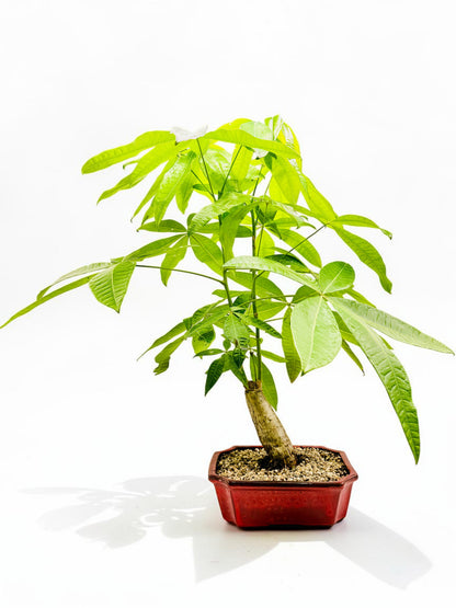 2018 Indoor Guiana Chestnut “Pachira Aquatica” Bonsai Tree 10 Inch 发财树