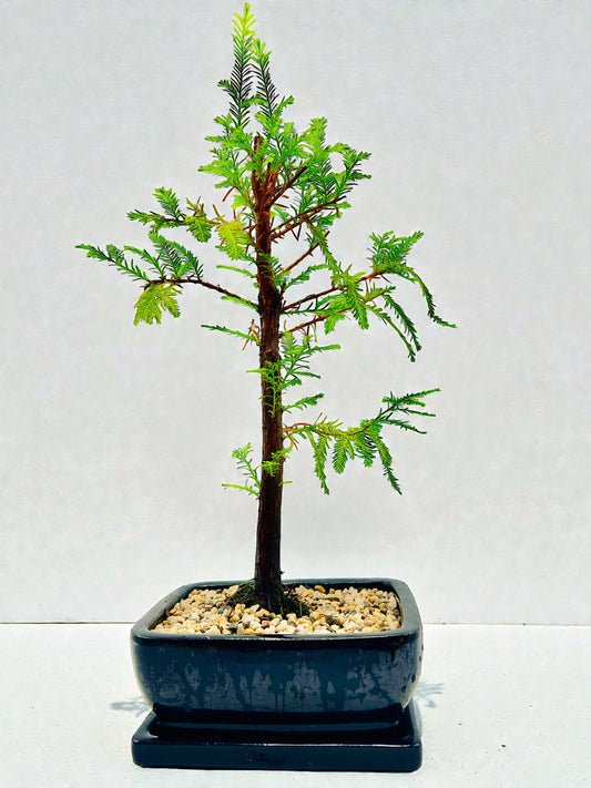 8” Swamp Cypress Bonsai With Saucer