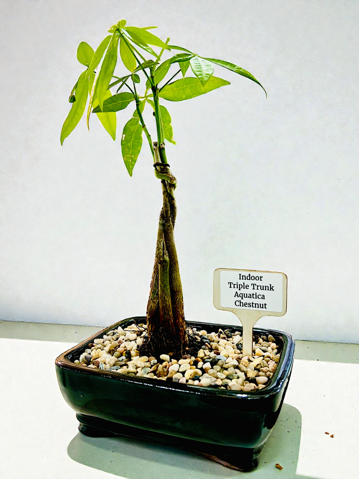 Triple Trunk Indoor Guiana Chestnut “Pachira Aquatica” Bonsai Tree 8 Inch 发财树