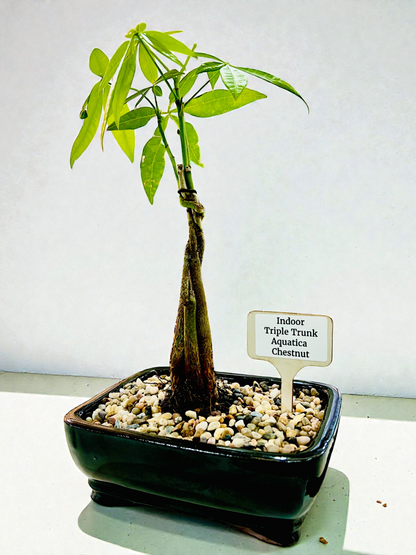 Triple Trunk Indoor Guiana Chestnut “Pachira Aquatica” Bonsai Tree 8 Inch 发财树