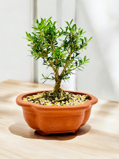 Harlandii Buxus 8" Bonsai Tree