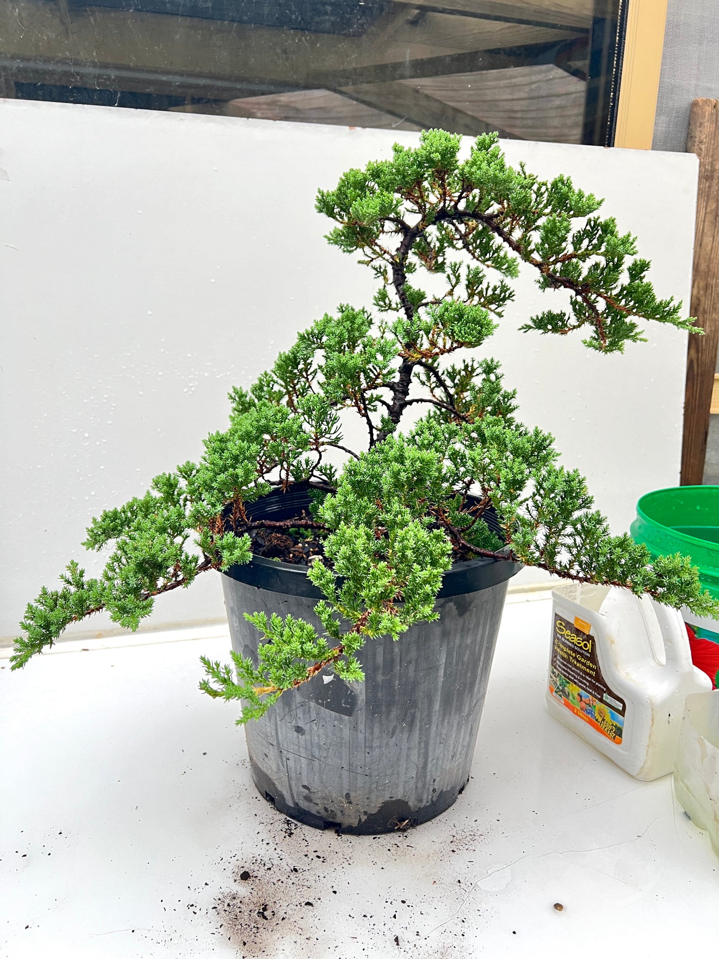 12 Inch Twisted Staked Juniper DIY Pre Bonsai Tree - Bonsai Gifts Nursery