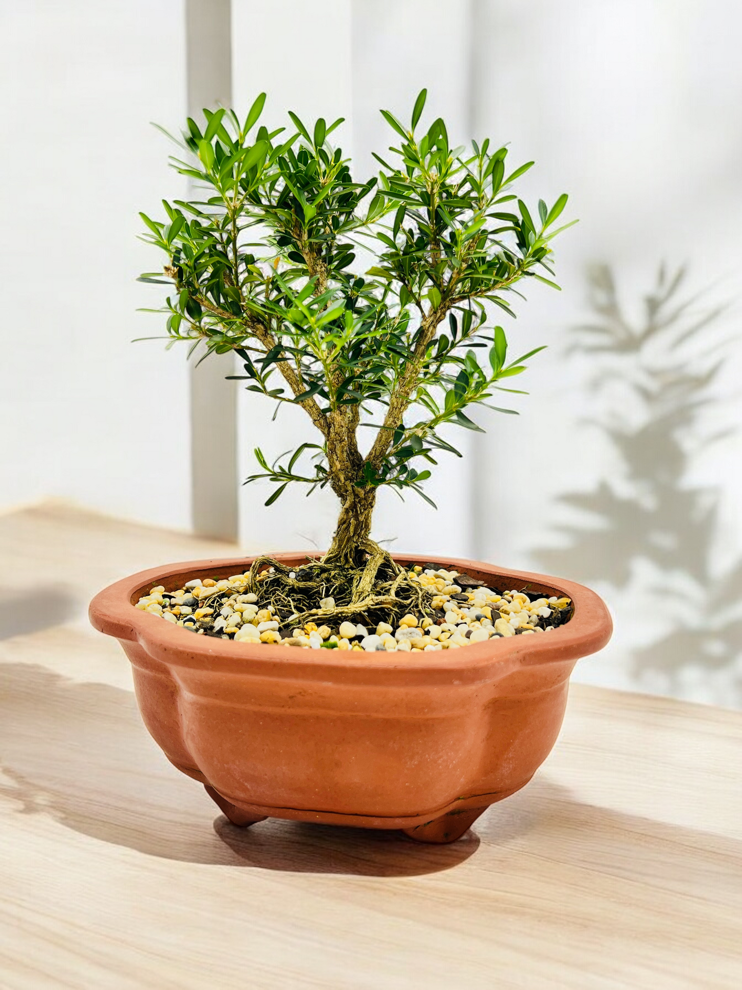 Harlandii Buxus 8" Bonsai Tree