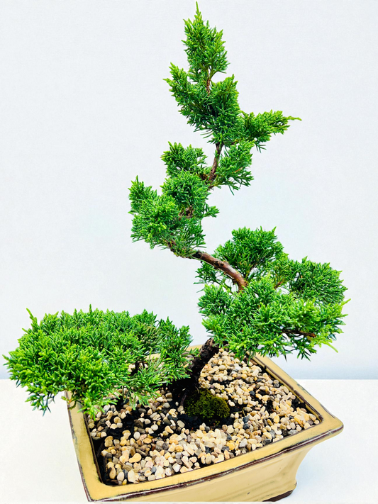 2013 Twisted Trunk Japanese Shimpaku Juniper Bonsai Tree