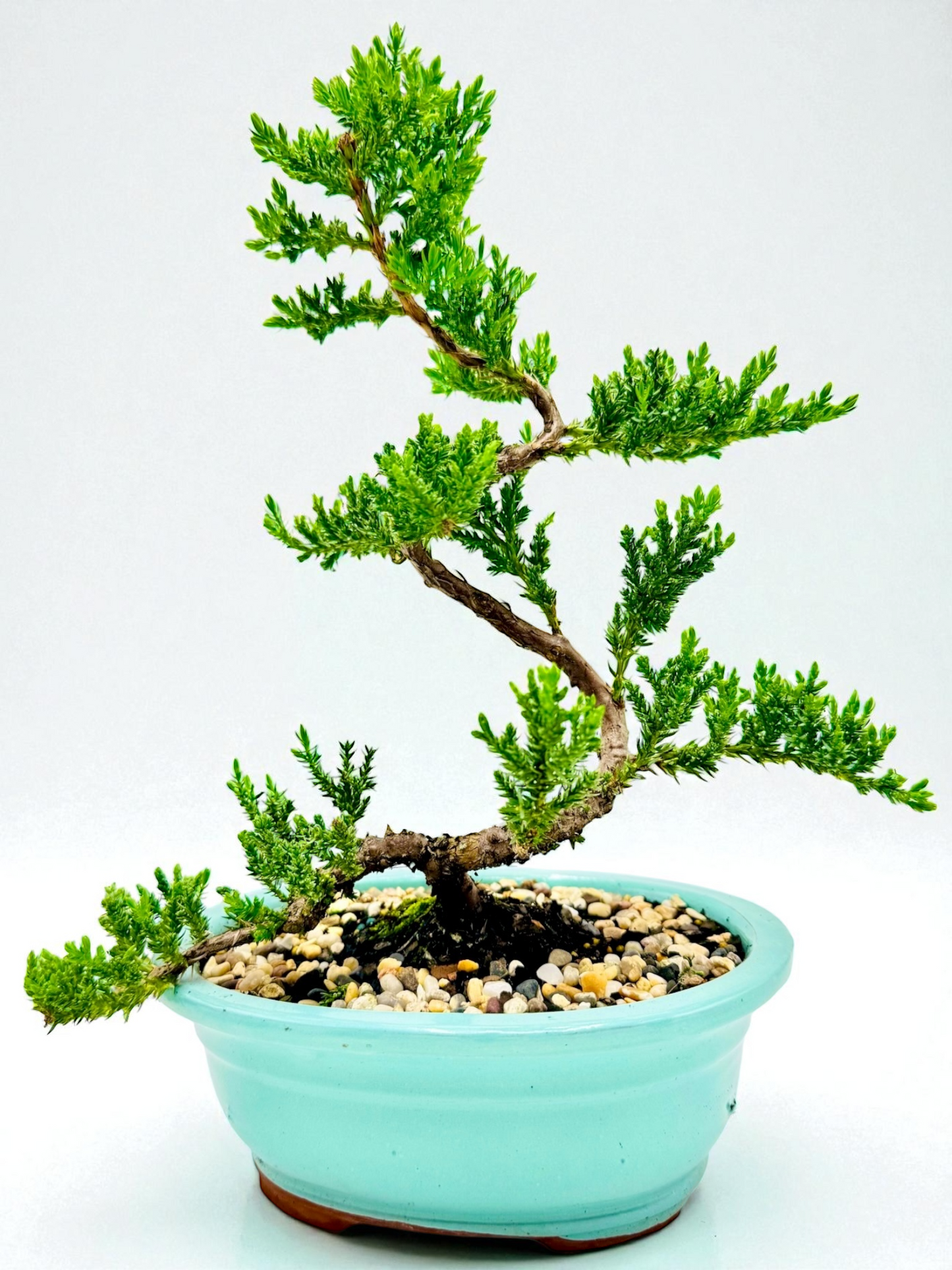 8 Inch Juniper Squamata Bonsai Tree - Turqoise Oval Pot