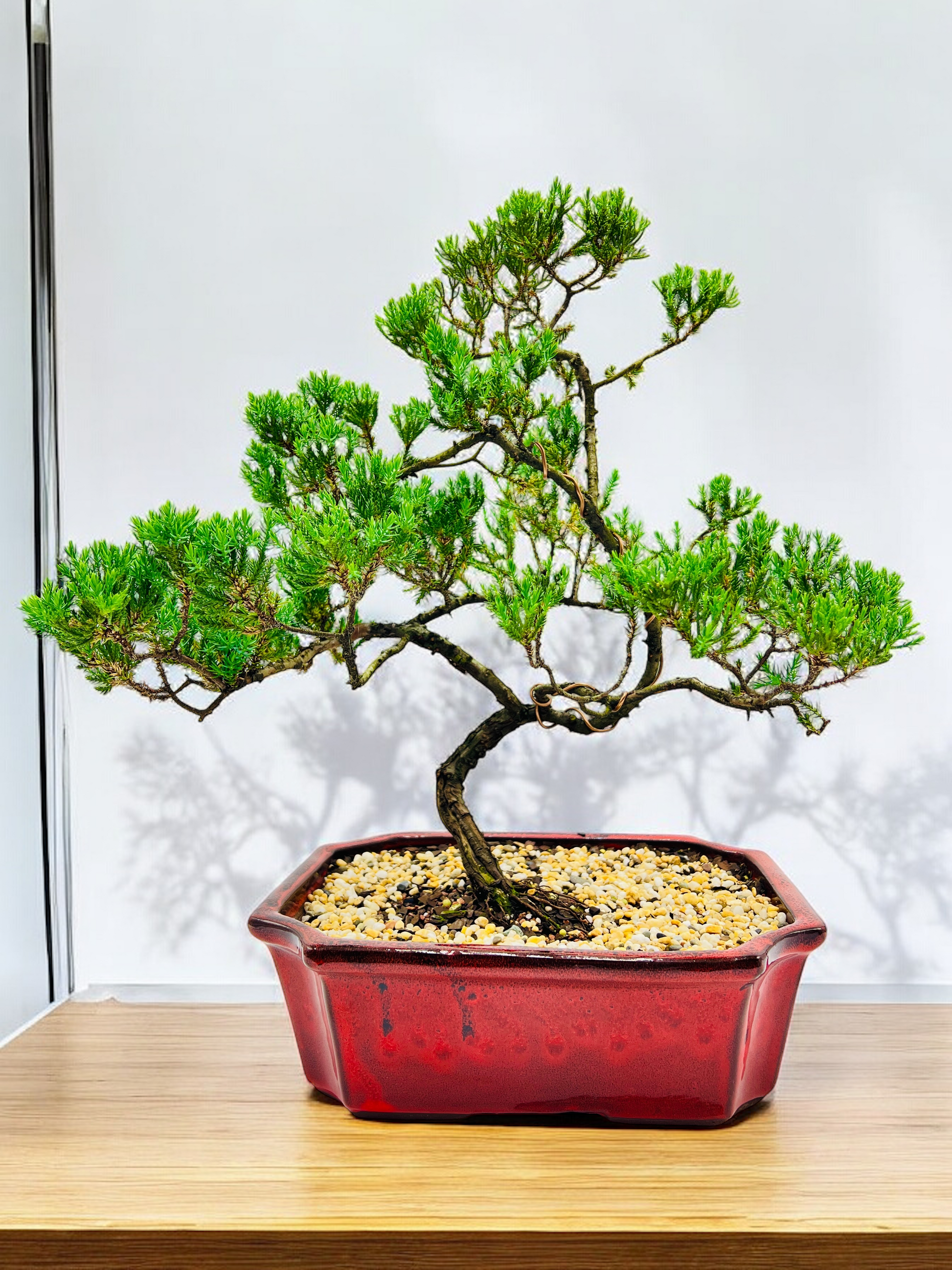 bonsai tree delivery london Large Juniper Squamata Bonsai Tree 12 Inch – Bonsai Gifts Nursery
