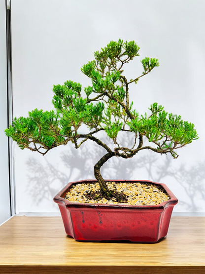 Large Juniper Squamata Bonsai Tree 12 Inch