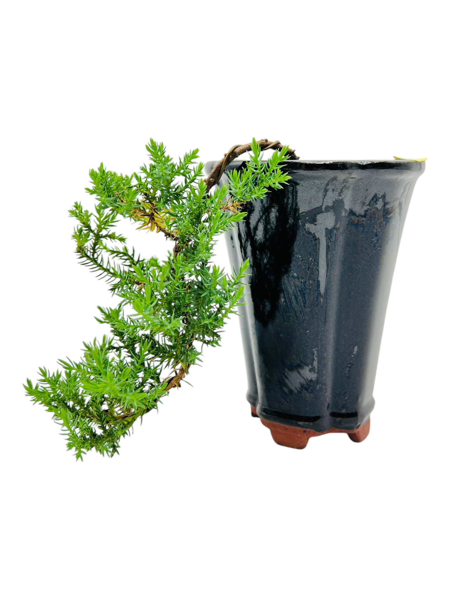 Cascade Juniper Bonsai Tree 4 Inch