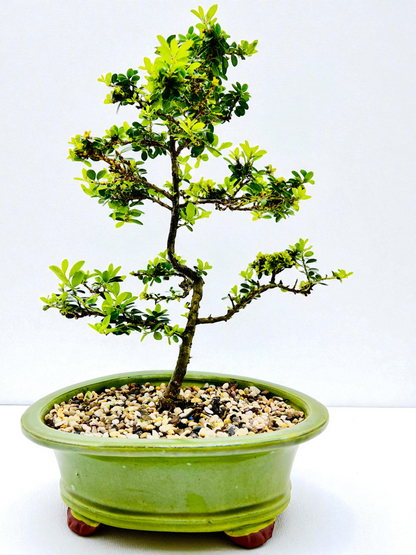 10 Inch Japanese Dwarf Holly Bonsai Tree - Green Oval Pot