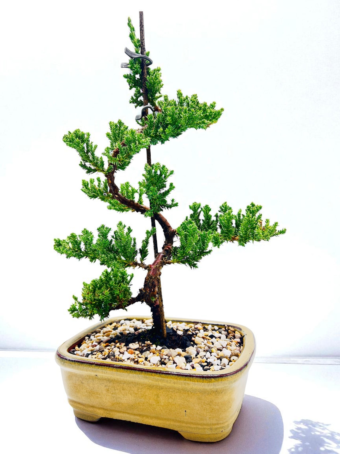8 Inch Juniper Squamata Bonsai Tree - Yellow Rectangle Pot