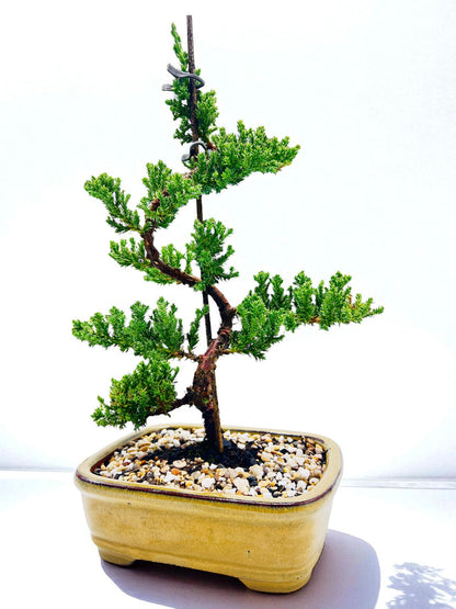 8 Inch Juniper Squamata Bonsai Tree - Yellow Rectangle Pot