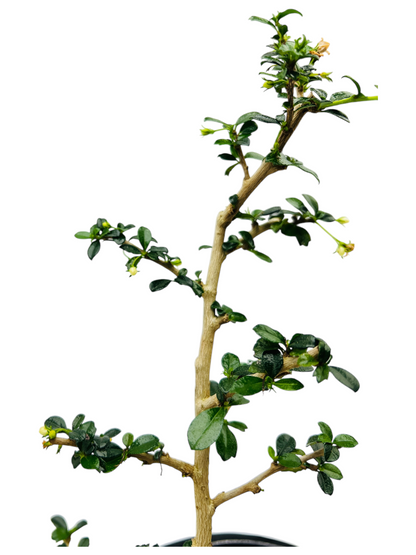 Fukien Tea 10” Bonsai Tree