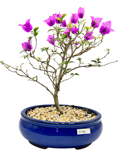 10” Purple Bougainvillea 6 Years Old 50cm Tall