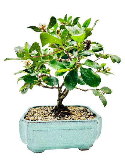 Hawthorn “Apple Blossom” Bonsai Tree 12”