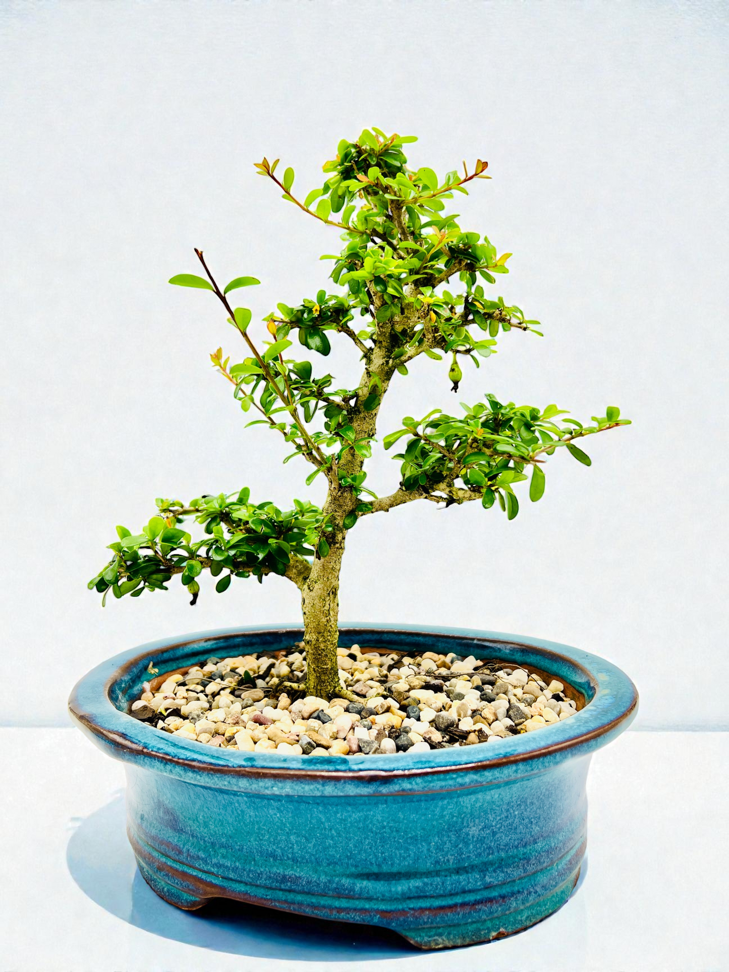 8 Inch Neea Buxifolia Bonsai Tree - Dark Green Pot