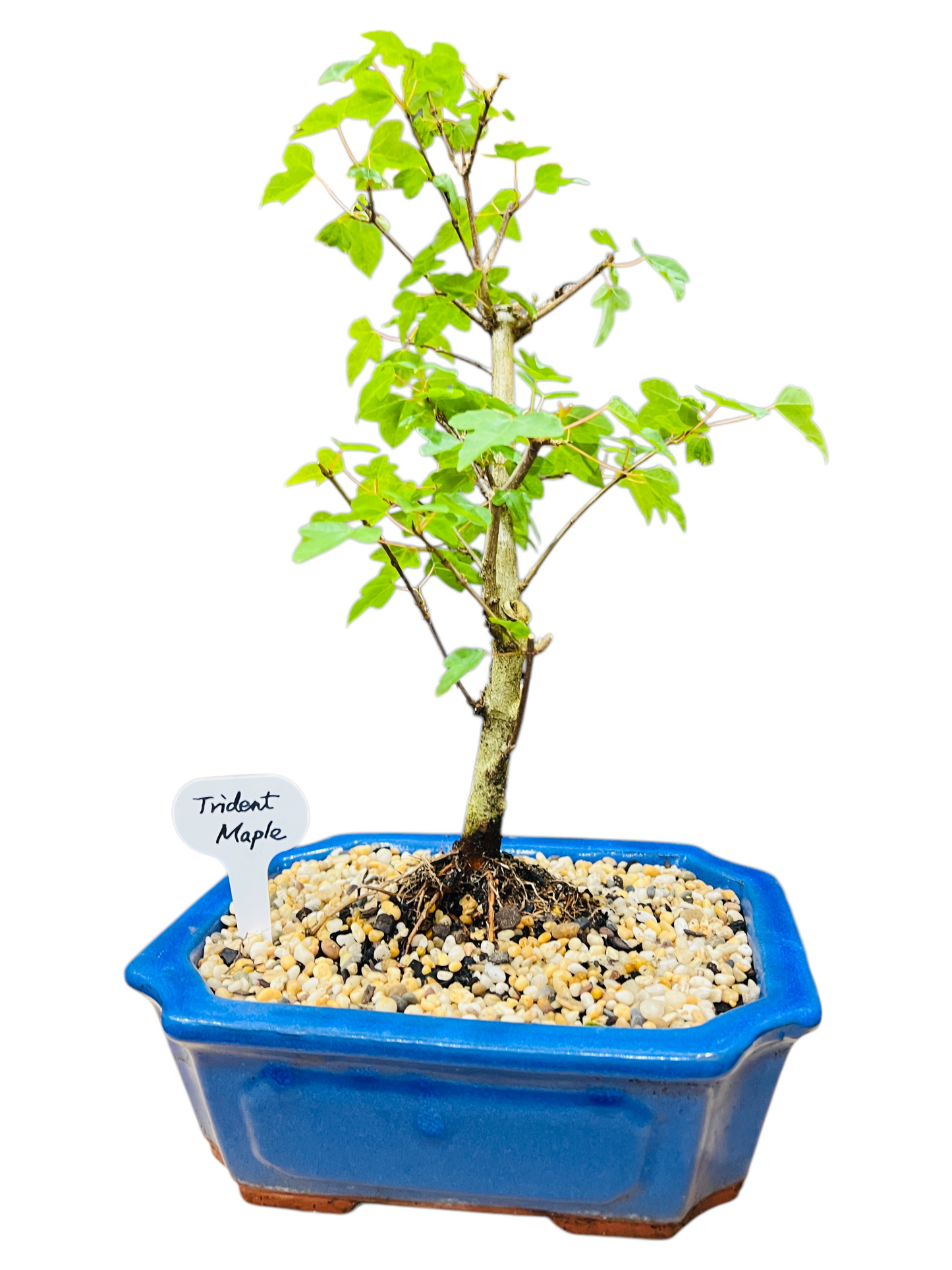 Trident Maple Bonsai Tree 8 Inch