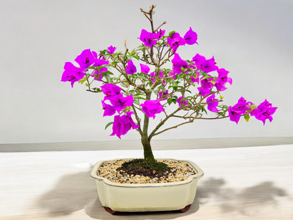 12” Purple Bougainvillea 9 Years Old 60cm Tall