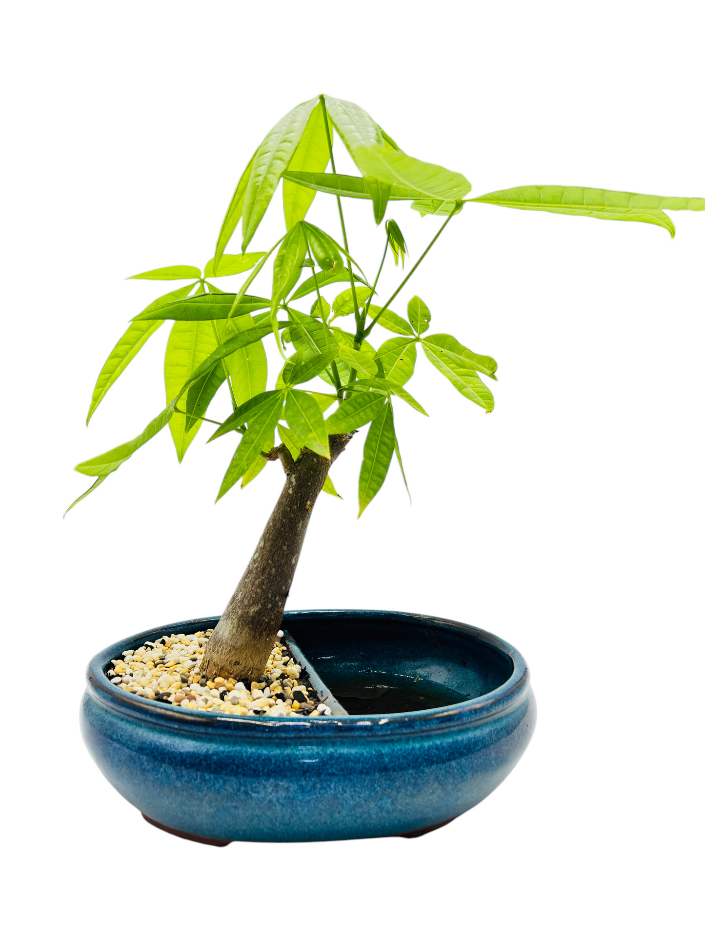 5 Leaves Twin Trunk Indoor Guiana Chestnut “Pachira Aquatica” Bonsai Tree 10 Inch 发财树