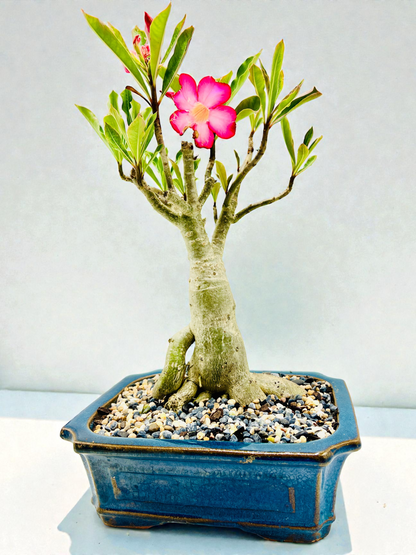 10 Year Old Mature Desert Rose Bonsai Tree - Pink Flowers