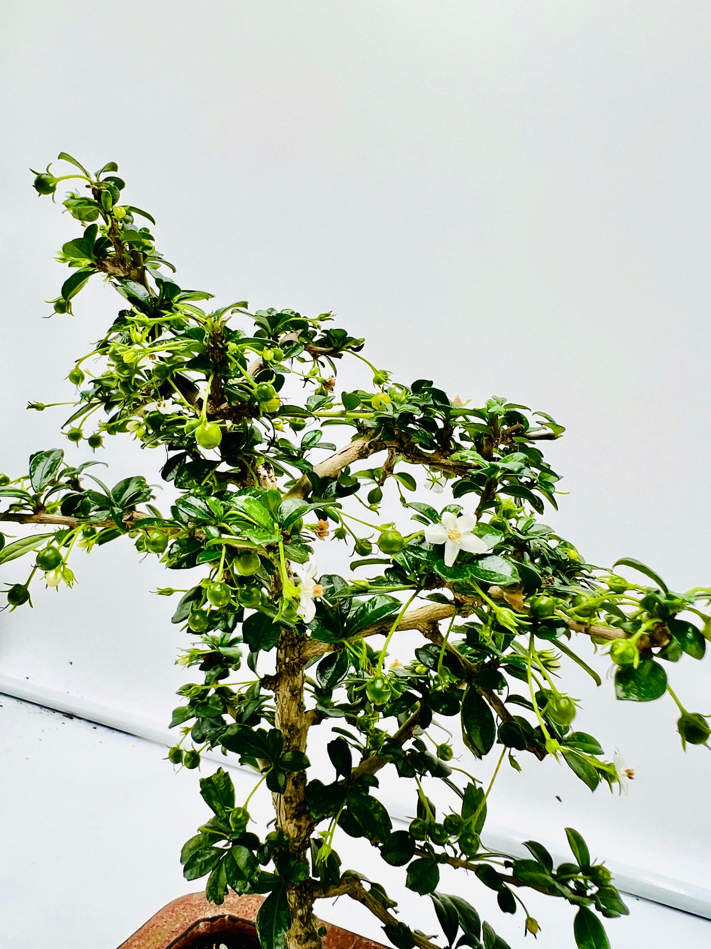 8” Fukien Tea Bonsai Tree