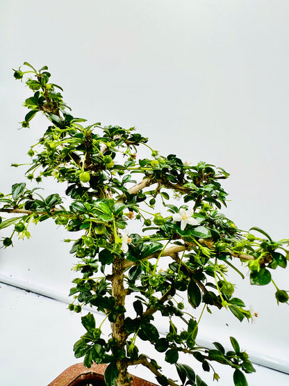 8” Fukien Tea Bonsai Tree
