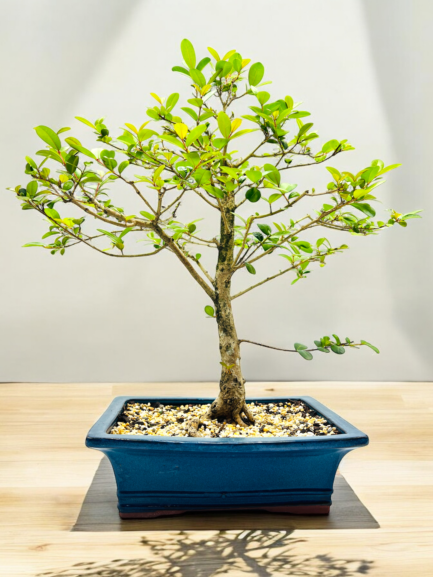 12” Lilly Pilly Bonsai Tree 11 Years Old 60cm Tall