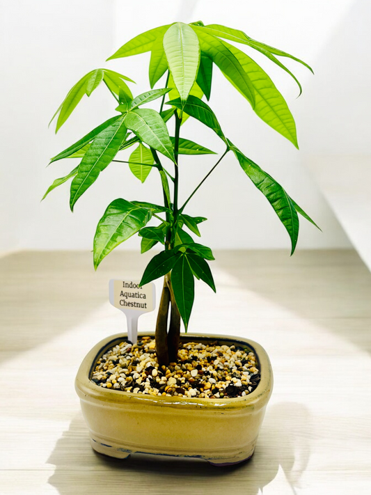 5 Leaves Twin Trunk Indoor Guiana Chestnut “Pachira Aquatica” Bonsai Tree 7 Inch 发财树