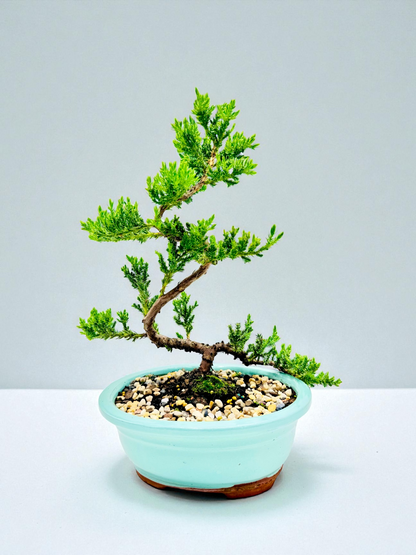 8 Inch Juniper Squamata Bonsai Tree - Turqoise Oval Pot