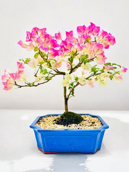 12” White/Pink Flowering Bougainvillea Bonsai Tree