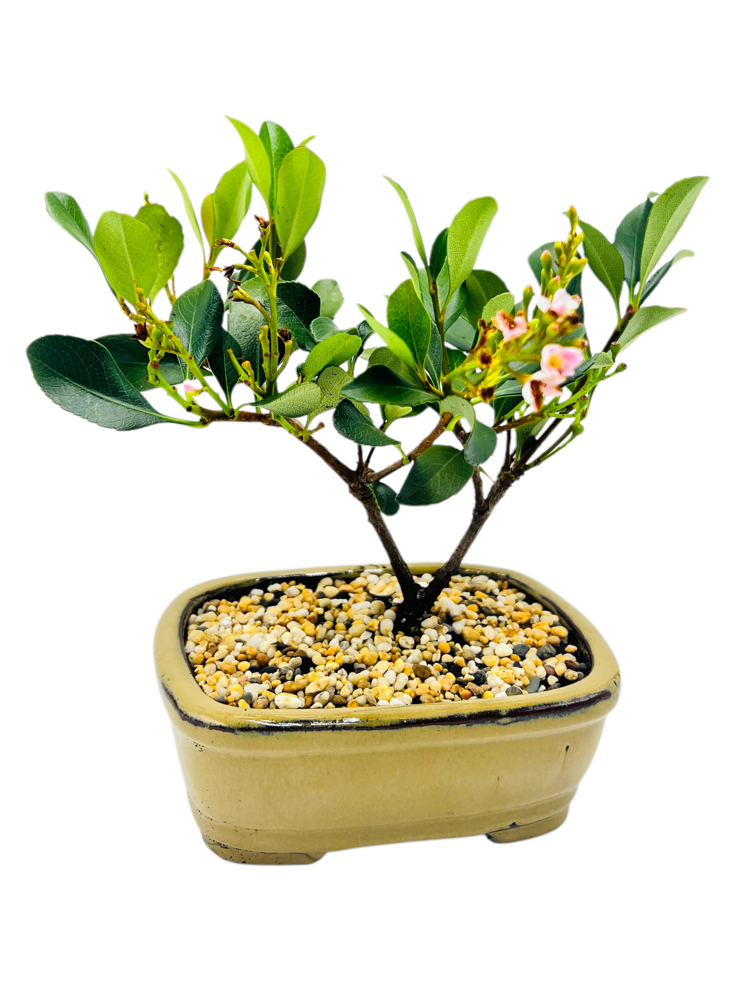 Hawthorn “Cherry Blossom” Bonsai Tree 8 Inch