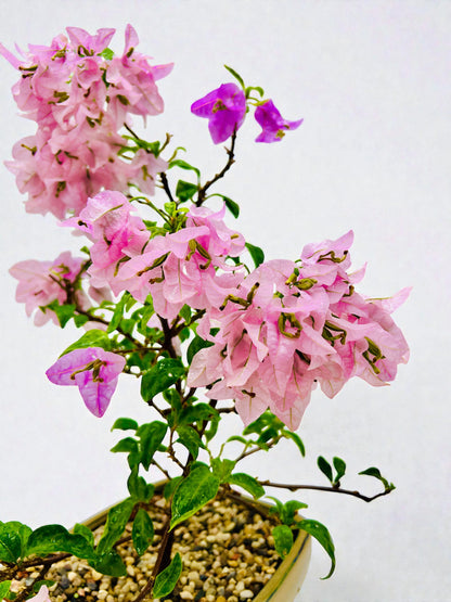 10” Pink Lavender Flowering Bougainvillea Bonsai Tree - Valentines Day Special