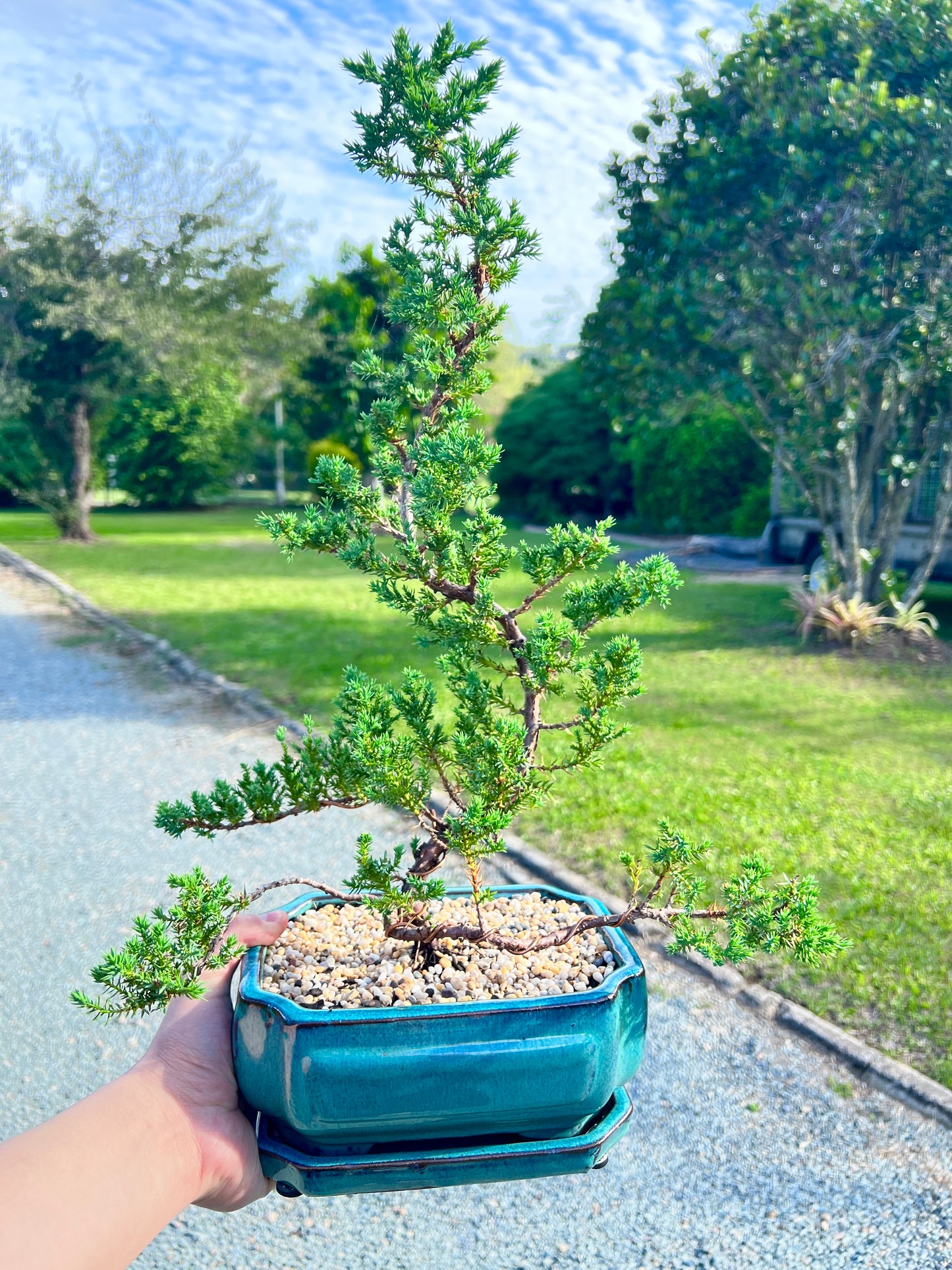 8 Inch Juniper Squamata Bonsai Tree - Bonsai Gifts Nursery