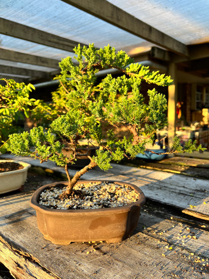 Juniper Squamata Bonsai Tree 10 Inch - Bonsai Gifts Nursery