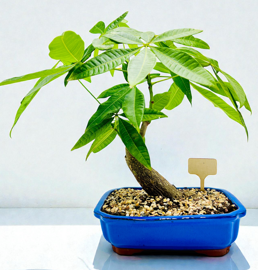 2018 Indoor Guiana Chestnut “Pachira Aquatica” Bonsai Tree 10 Inch 发财树
