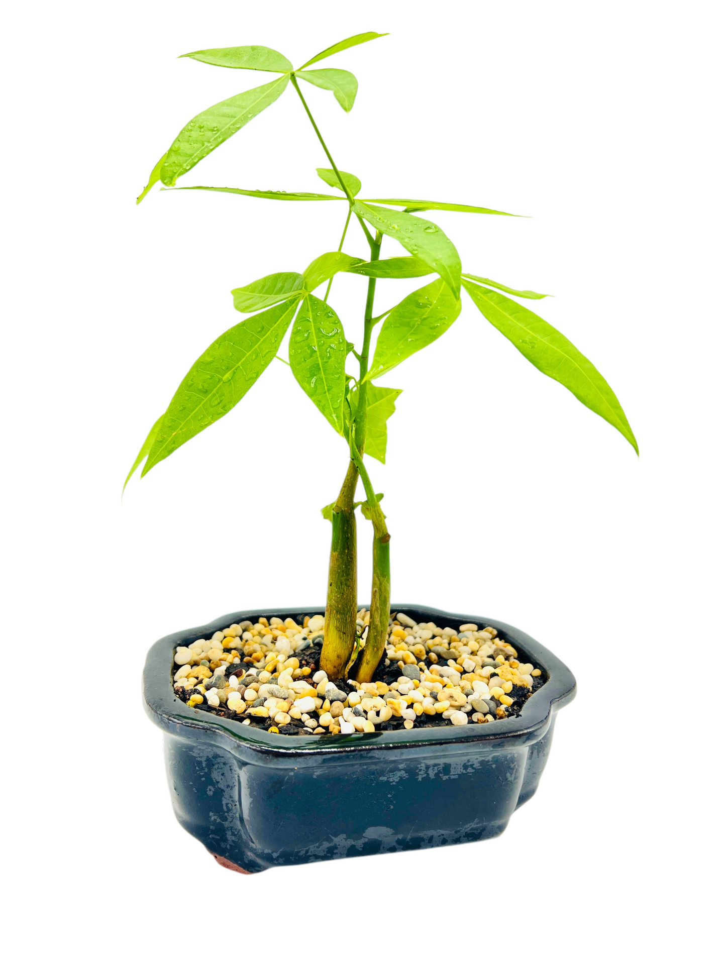 Twin Trunk Indoor Guiana Chestnut “Pachira Aquatica” Bonsai Tree 6 Inch 发财树