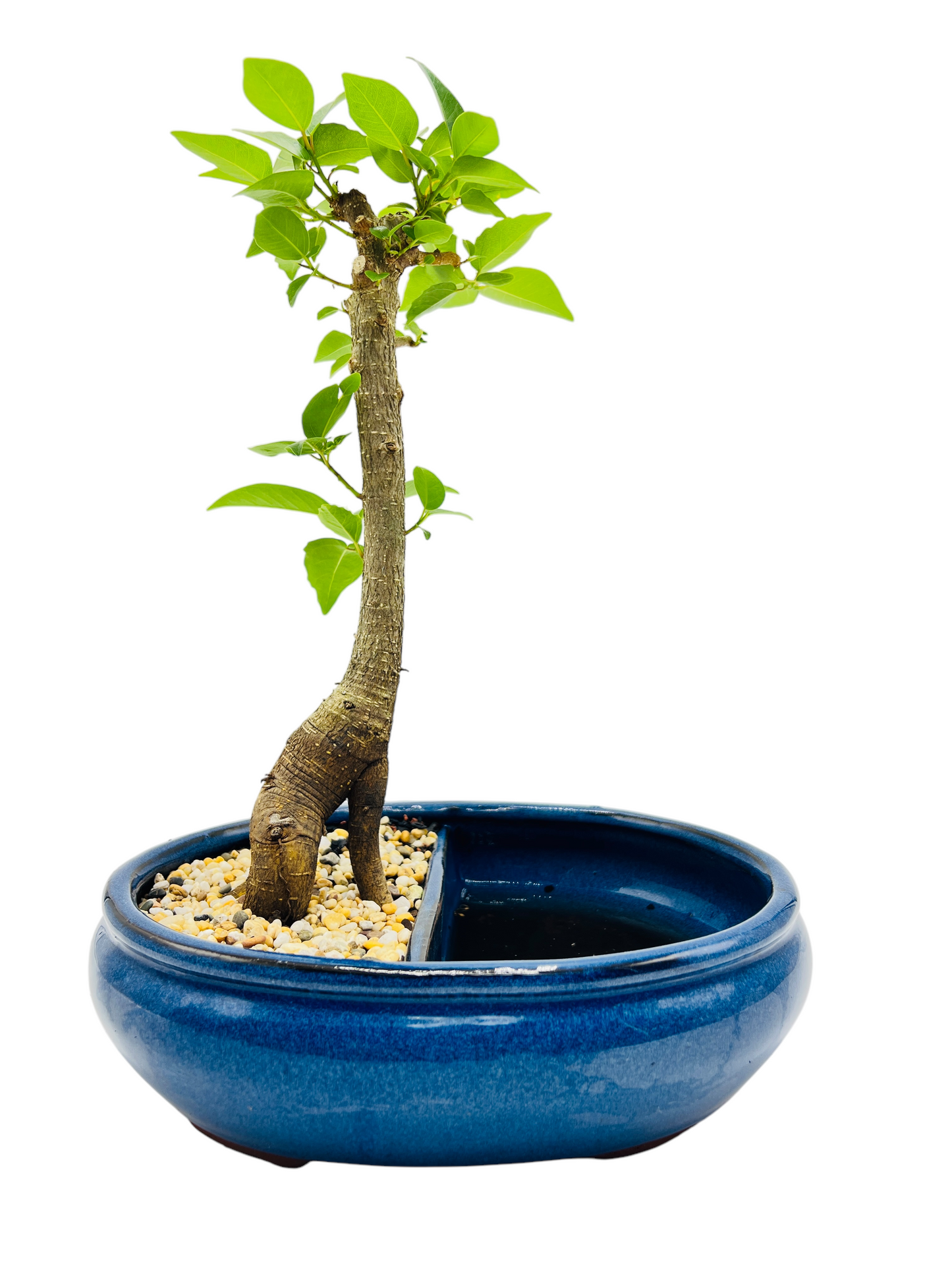 10 Inch Small LeafFig Bonsai Tree