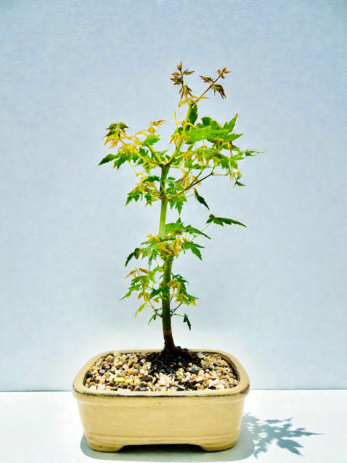 Japanese Maple Bonsai Tree 8 Inch
