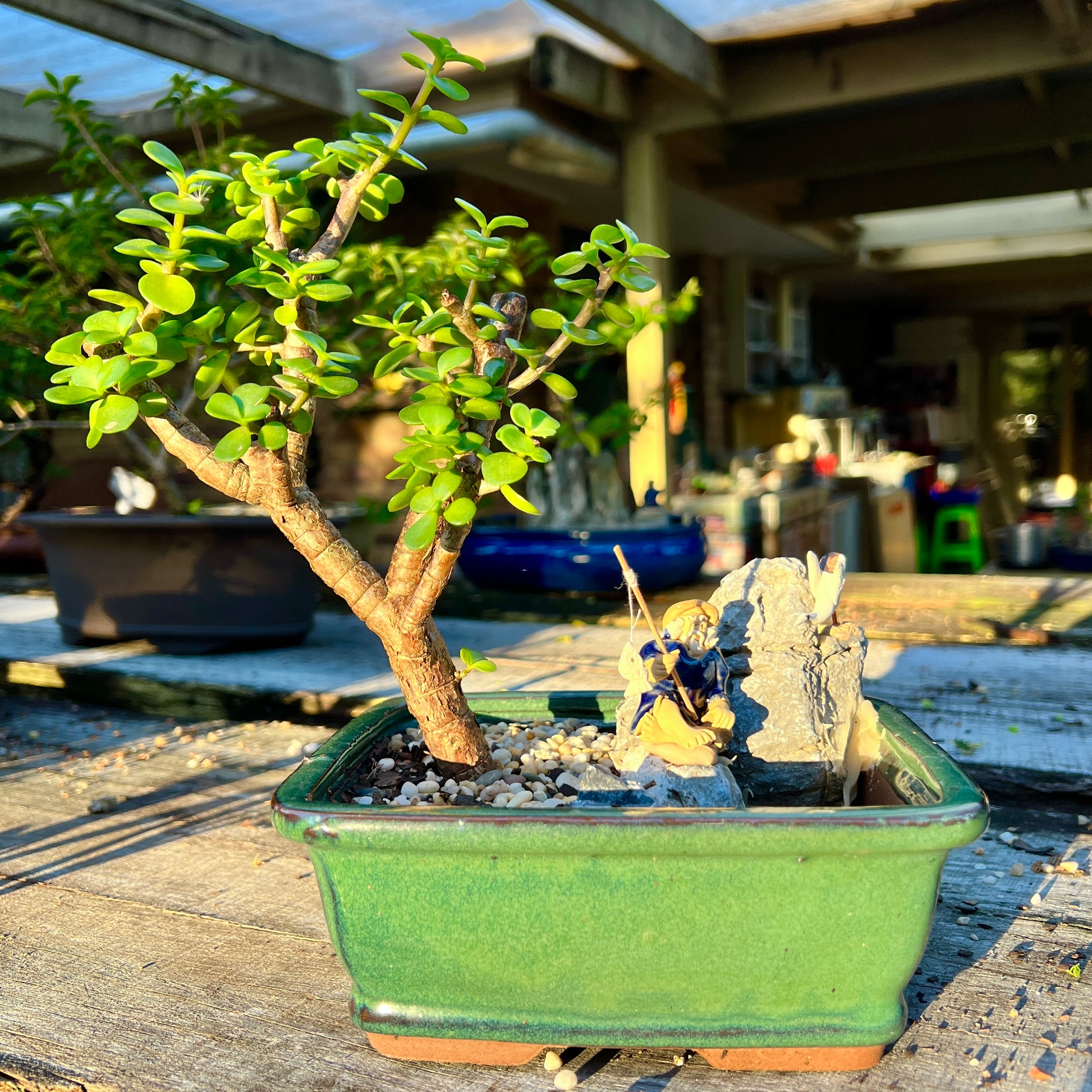 Rock Feature Jade Money Tree Bonsai 7 Inch - Bonsai Gifts Nursery