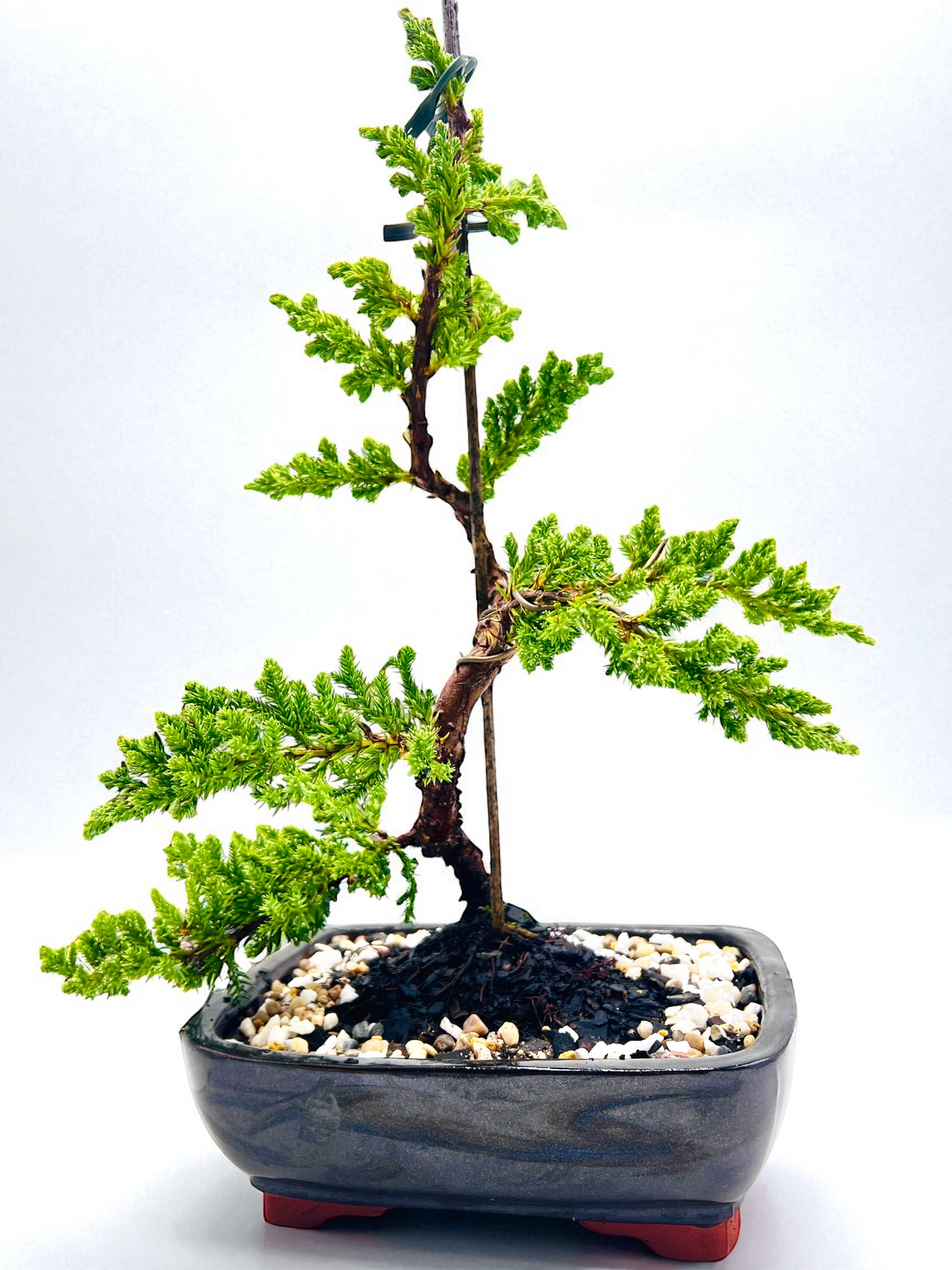 8 Inch Juniper Squamata Bonsai Tree - Black Rectangle Pot