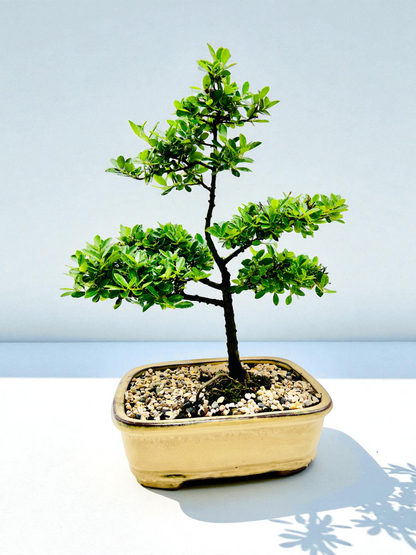 10 Inch Japanese Dwarf Holly Bonsai Tree - Yellow Rectangle Pot