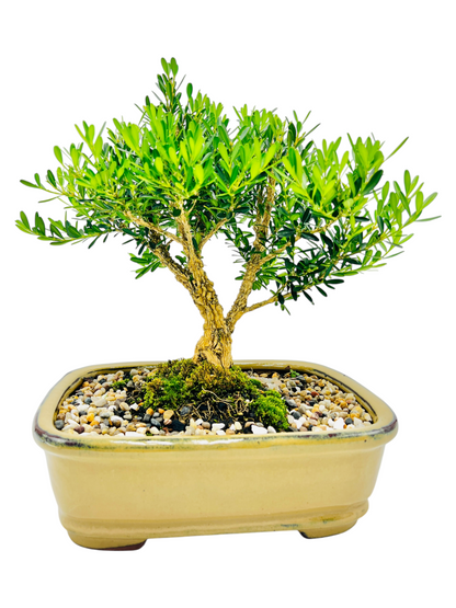 Harlandii Buxus 10" Bonsai Tree