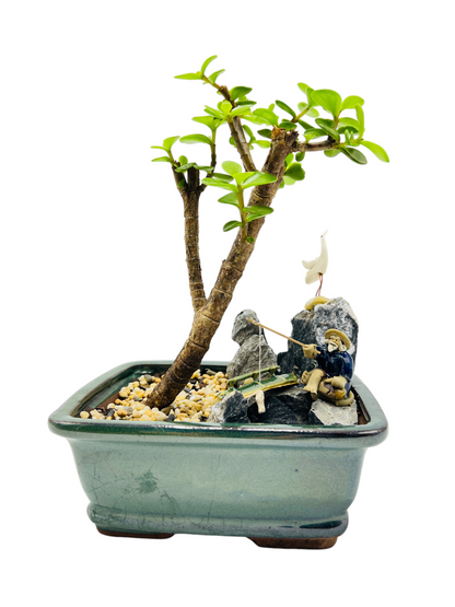 Rock Feature Jade Money Tree Bonsai 7 Inch