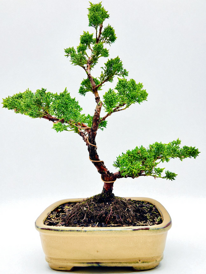2013 Twisted Trunk Japanese Shimpaku Juniper Bonsai Tree