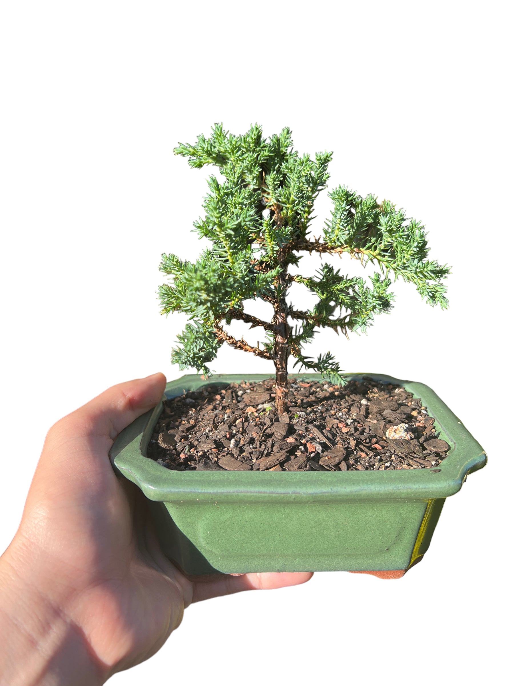 6” Juniper Bonsai Tree - Bonsai Gifts Nursery